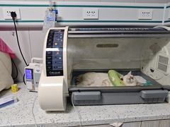 -半岛宠物医院24小时(科华中路店)