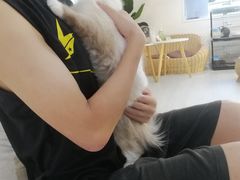 -喵zoo家庭繁育猫舍(尖东智能花园店)