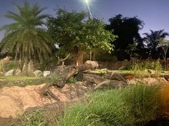-夜间野生动物园