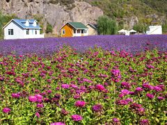 -紫海香堤香草艺术庄园