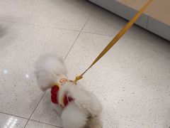 -帕帕拉兹宠物(亚洲旗舰店)