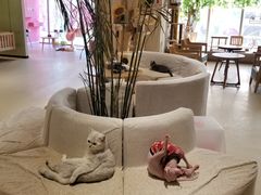 -藏猫猫咖啡主题馆(中央大道店)