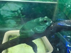 -上海大自然野生昆虫馆(东方明珠·爬宠昆虫探索中心)