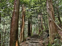 -天目山大树王景区