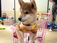 -逗柴咖啡屋·狗咖猫咖宠物桌游