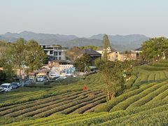-龙坞茶村