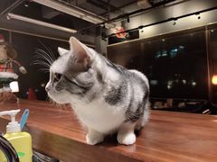 -咖法森林·咖啡  酒吧(天河店)