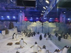 -芜湖新华联大白鲸海洋公园