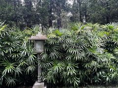 -广州兰圃