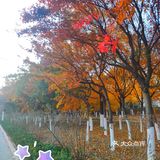 大连市内5个赏秋色秋叶好地方