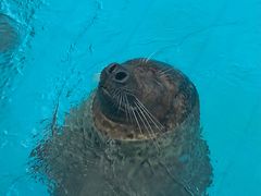 -海合安成都极地海洋公园