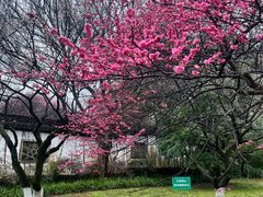 -杭州植物园