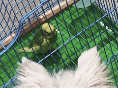 -帕帕拉兹宠物(亚洲旗舰店)