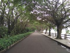 -大湾区中央湿地公园