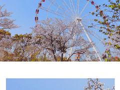 -顾村公园