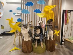 -柴迷FANS CLUB·柴犬狗咖·猫咖