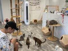 -楼上猫咖(罗湖店)