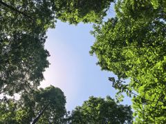 -黄海国家森林公园