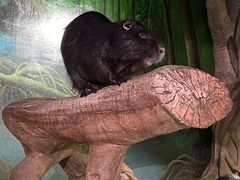 -正佳雨林生态植物园