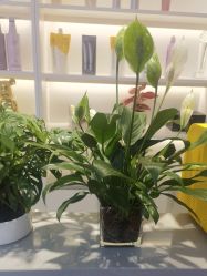 -吉艺心专业美发造型