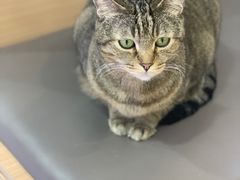 -喵园·猫主题咖啡厅·撸猫·猫咖(国贸店)