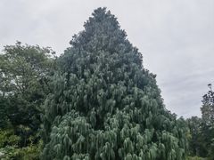 -墨尔本皇家植物园