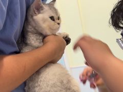 -艾吉宠物医院·疑难杂症转诊中心·猫友好(碧江路院)