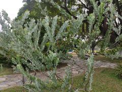 -东莞植物园