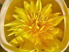 莲花清鸡汤(大份)-甄御•海鲜新青岛菜(麦岛店)