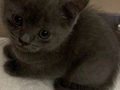 -四月宠物医院·猫专科·心脏专科·内科(转塘店)