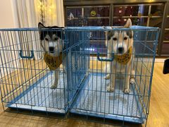 -Husky Go! 哈士奇体验馆·宠物咖啡厅狗咖