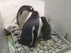 -大连圣亚海洋世界