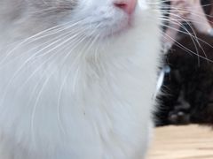 -藏猫猫咖啡主题馆(中央大道店)