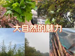 -马口生态公园