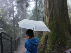 -天目山大树王景区