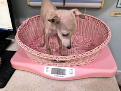 -纳吉亚猫专科动物医院·北北分院