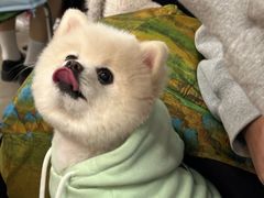 -爱侣宠医·鹦鹉专科·小型哺乳类·异宠专科(灵石路店)