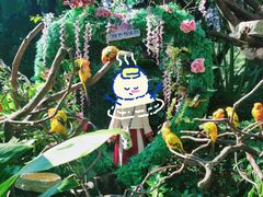 -广州长隆飞鸟乐园
