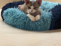 -momokira米努特·德文卷毛猫·棉花面纱犬