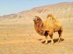 -火焰山景区(火焰山镇)