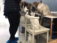 -喵的天空名猫咖啡馆·撸猫·猫舍·用品