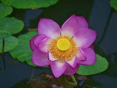 -桤木河湿地公园