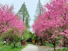 -苏州上方山国家森林公园