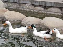 -莲湖公园
