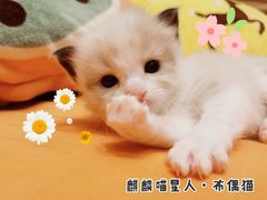 -十年猫舍·猫咪专门店(普陀店)