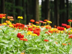 -上海共青森林公园