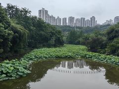 -龙头寺公园