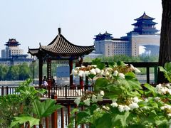 -莲花池公园