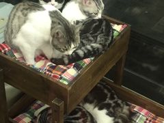 -猫大福·Fortune Cat猫舍(百子湾店)