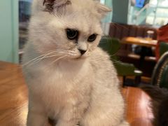 -猫小院猫主题餐厅(三里屯店)